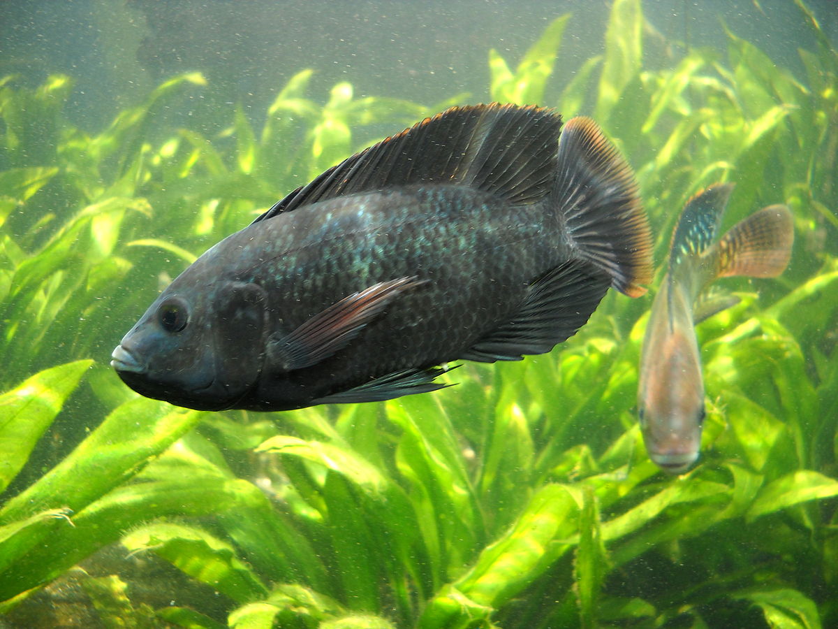 <a name="tilapias">Tilapia</a>