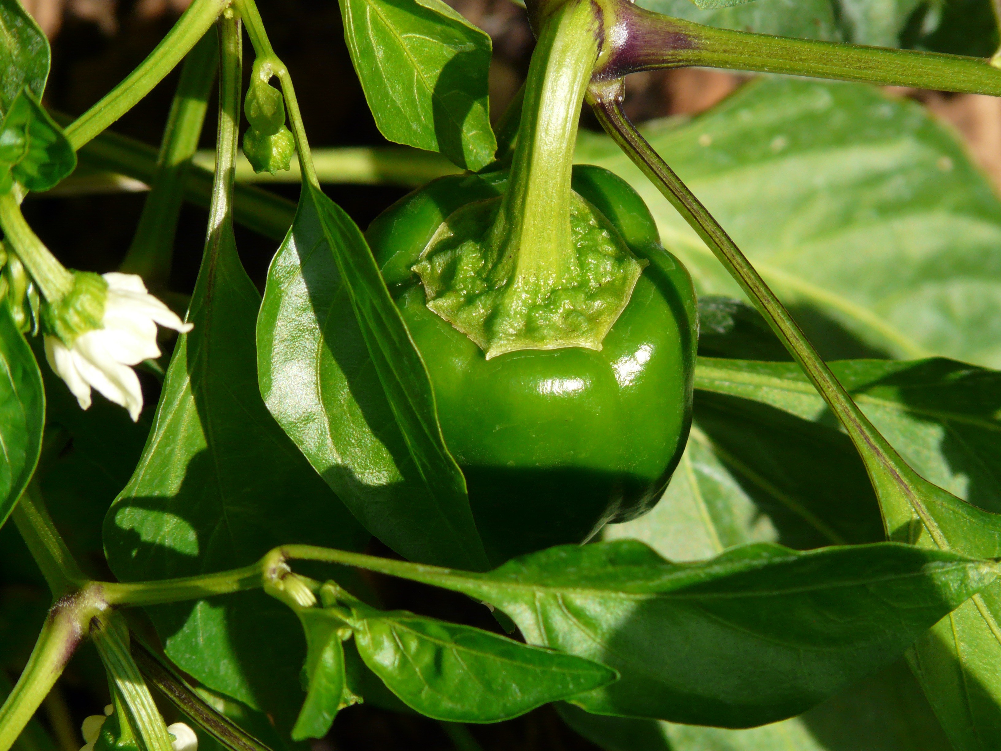 <a name="agricola">Pimentón, yuca, ñame y café</a>